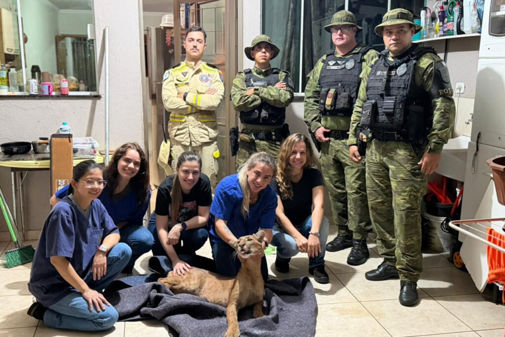 centro-de-reabilitacao-vinculado-ao-iat-inicia-tratamento-de-onca-parda-resgatada-em-maringa