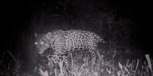 campo-grande-recebe-evento-sobre-conservacao-de-animais-silvestres