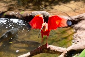 estado-abre-inscricao-para-oscs-integrarem-o-conselho-estadual-de-protecao-a-fauna-nativa 