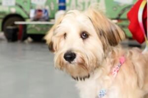 programa-castrapet-parana-vai-beneficiar-mais-de-8-mil-caes-e-gatos-em-abril