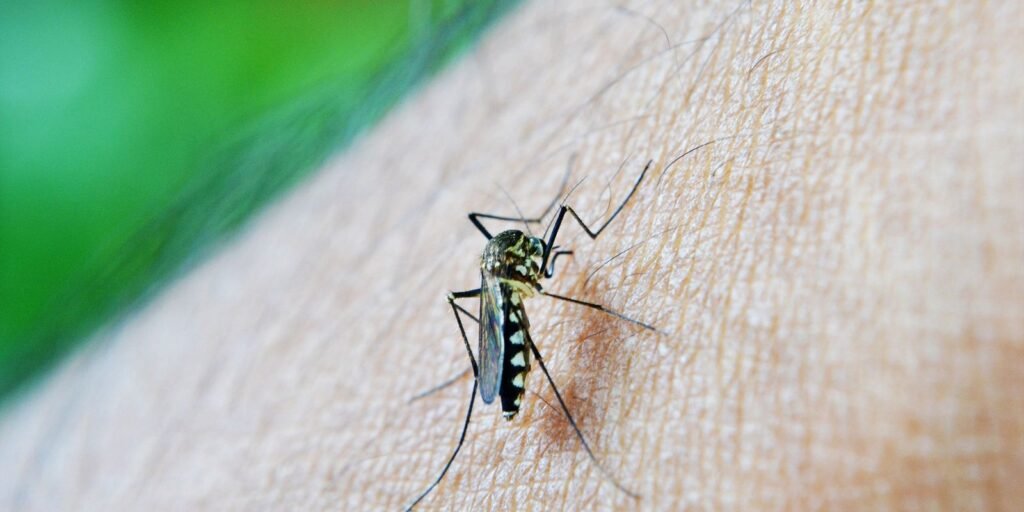 oms:-dengue-e-indicador-da-relacao-mudancas-climaticas-e-arboviroses