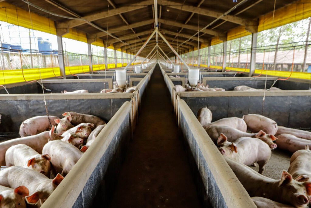 21,3-mil-toneladas:-exportacoes-paranaenses-de-suinos-tem-melhor-resultado-para-marco