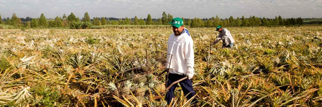 jornada-6x1-agro-parana