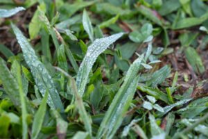 com-massa-de-ar-polar,-parana-tem-primeiras-temperaturas-negativas-e-recorde-de-frio-no-ano
