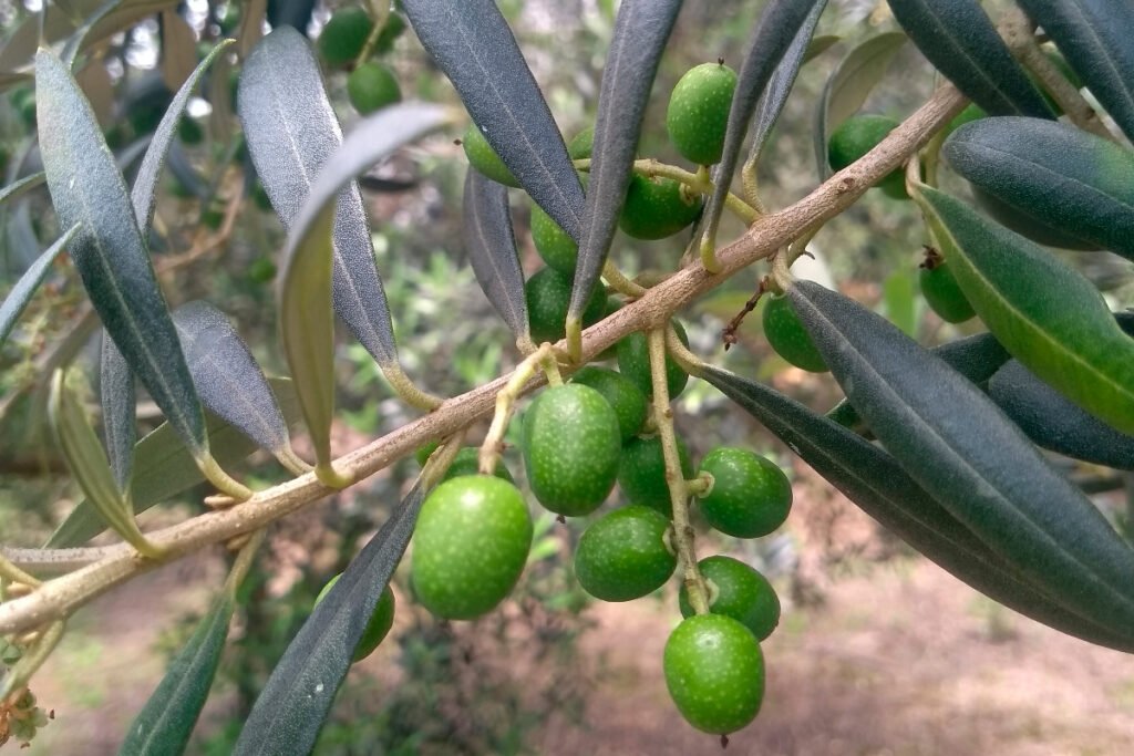 parana-tem-69-municipios-aptos-para-o-cultivo-de-oliveiras,-aponta-boletim-do-idr-parana