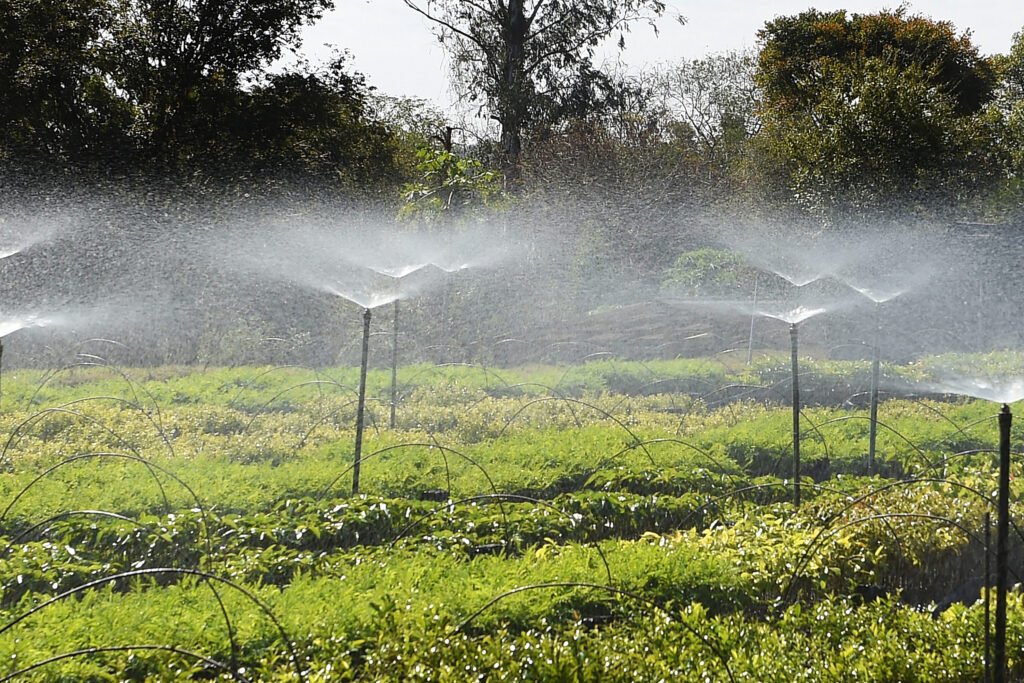 frio-e-geadas-exigem-atencao-no-plantio-de-mudas,-alerta-instituto-agua-e-terra