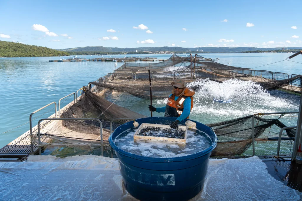Itaipu e governos do Brasil e do Paraguai promovem visita técnica a produtores de tilápia