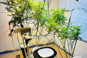 pmpr-apreende-plantas-de-maconha-e-balancas-apos-denuncias-em-londrina