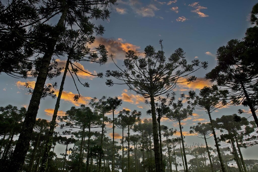 parana-planta-o-futuro:-distribuicao-de-668-mil-mudas-de-araucaria-reforca-simbolo-do-estado