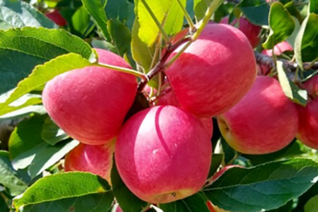 idr-parana-prepara-4-novas-cultivares-para-fortalecer-a-fruticultura-do-estado