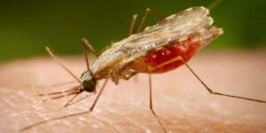 cientistas-da-fiocruz-podem-produzir-vacina-completa-contra-a-malaria
