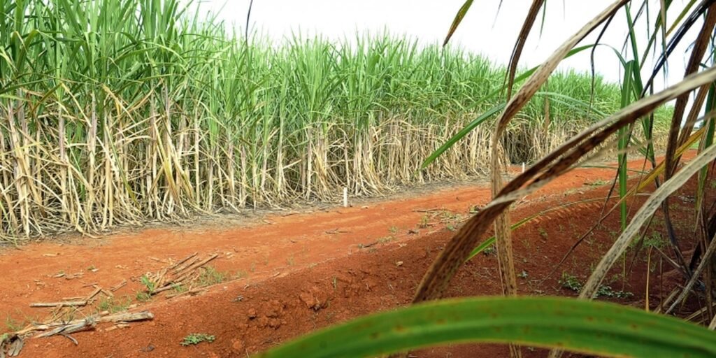 residuos-agricolas-podem-ser-usados-na-producao-de-hidrogenio-verde