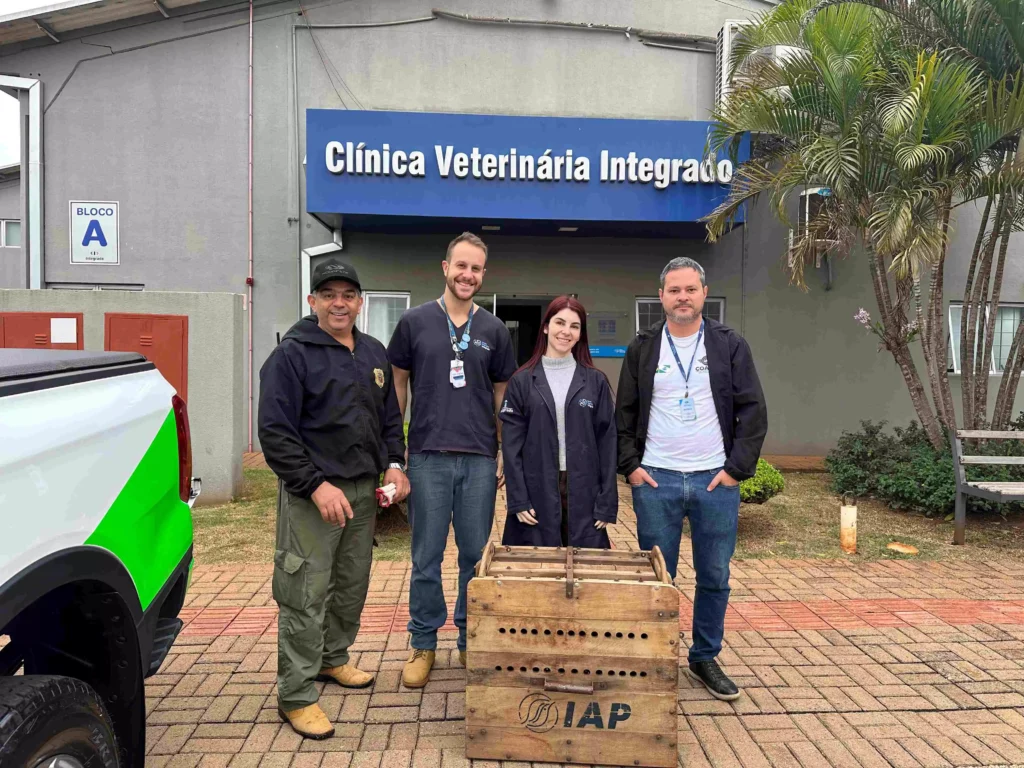 Filhote de onça-parda resgatada em Luiziana recebe atendimento clínico emergencial