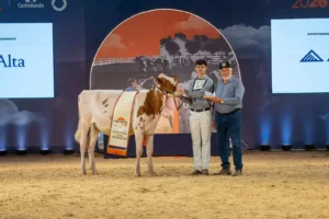 Raça Holandesa Vermelha e Branca Jovem abre os julgamentos no Agroleite 2026