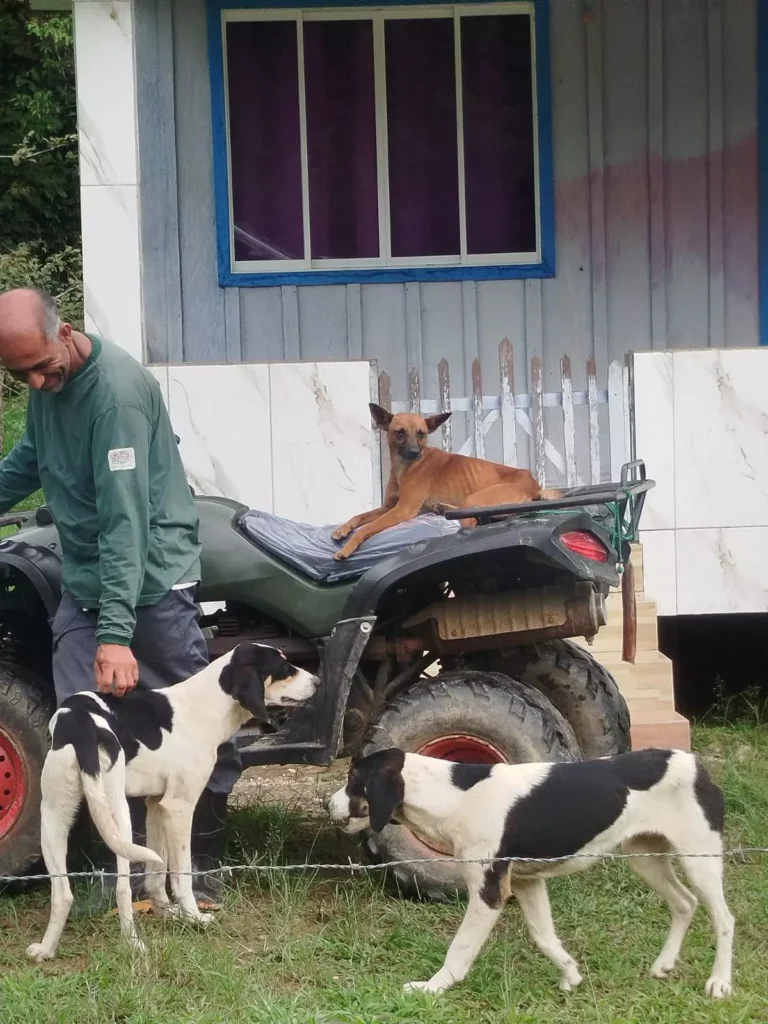 mutirao castracao caes e gatos matinhos e guaratuba