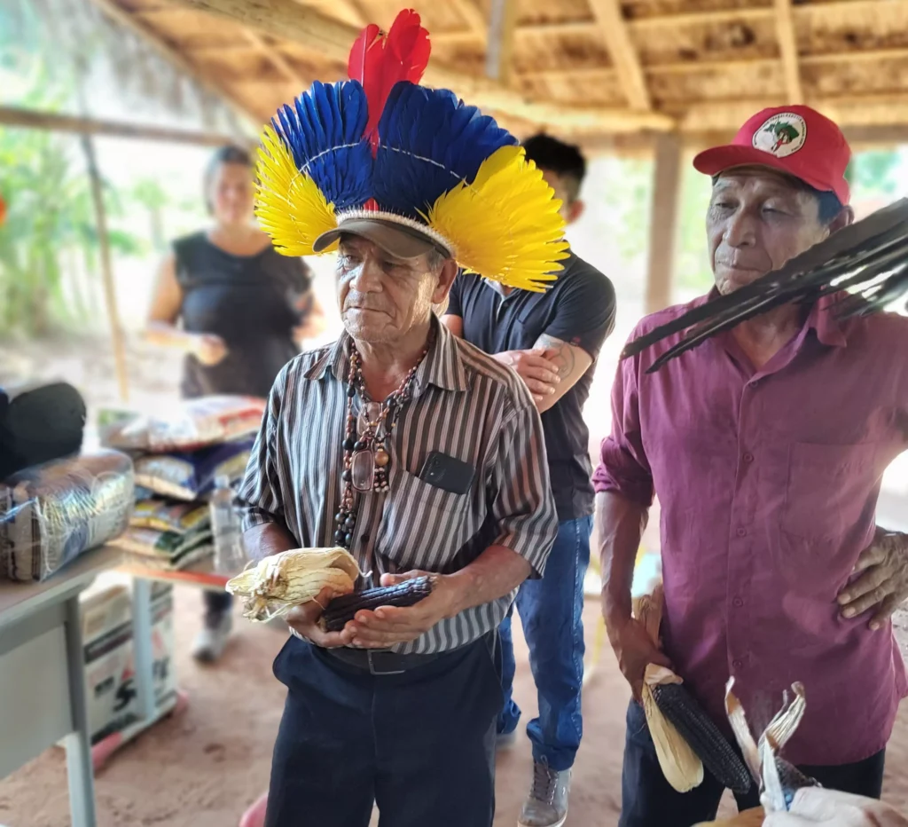 Milho sagrado volta a germinar em aldeias Ava Guarani do Oeste do Parana