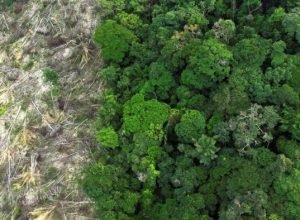 com-amazonia-no-centro,-preservacao-florestal-tera-destaque-na-cop30