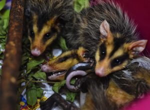iat-alerta-para-preservacao-da-fauna-silvestre-durante-periodo-reprodutivo-das-especies