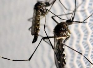 dia-d-de-combate-ao-aedes-aegypti-ocorre-neste-sabado-em-todo-o-pais
