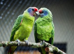 iat-reforca-orientacoes-sobre-compra-legal-de-animais-silvestres;-veja-as-regras