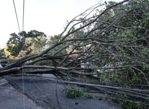 queda-de-arvore-provoca-morte-em-guarulhos,-diz-defesa-civil