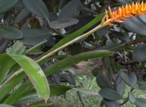 especie-nova-de-bromelia-floresce-no-jardim-botanico-do-rio