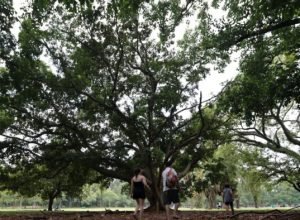 sp:-tres-pessoas-ficam-feridas-apos-arvore-cair-no-parque-ibirapuera