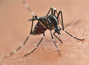 secretaria-da-saude-inicia-publicacao-dos-novos-informes-epidemiologicos-da-dengue