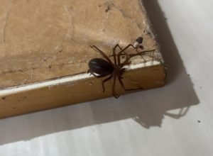 prevencao:-saude-alerta-para-cuidados-com-aranhas-no-verao