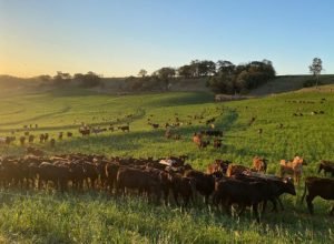 portaria-da-adapar-intensifica-regras-para-combate-a-brucelose-e-tuberculose-bovina-no-parana