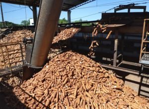 idr-parana-lancara-novas-cultivares-de-mandioca-para-a-industria-no-show-rural-2026