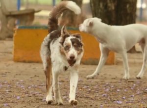 mais-de-300-pets-estarao-disponiveis-para-adocao-em-evento-em-sp