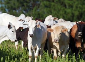 nova-portaria-da-adapar-facilita-a-emissao-da-certidao-de-estabelecimento-rural