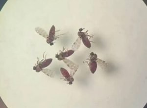 estudo-explica-diferenca-de-sintomas-entre-febre-do-oropouche-e-dengue
