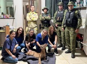 centro-de-reabilitacao-vinculado-ao-iat-inicia-tratamento-de-onca-parda-resgatada-em-maringa