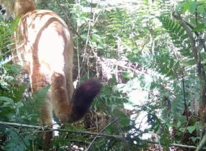 iat-registra-pela-primeira-vez-uma-onca-parda-em-mata-do-parque-estadual-rio-guarani