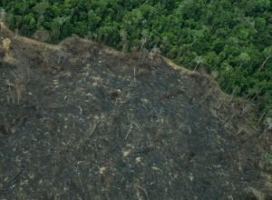 operacao-aplica-r$-28-milhoes-em-multas-ambientais-no-amazonas