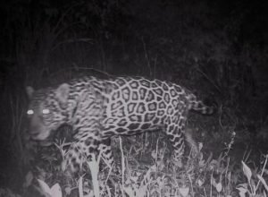 campo-grande-recebe-evento-sobre-conservacao-de-animais-silvestres