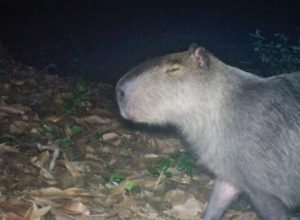 capivara-espancada,-na-ilha-do-governador,-corre-risco-de-ficar-cega