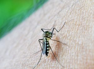 estudo-alerta-para-relacao-da-dengue-com-a-sindrome-de-guillain-barre