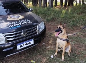 “cao-perito”-do-parana-e-um-dos-unicos-especialistas-em-deteccao-de-vestigios-de-sangue-no-brasil