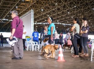 castrapet-vai-beneficiar-5,4-mil-caes-e-gatos-em-maio;-agenda-comeca-no-feriado