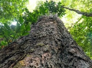 florestas-degradadas-da-amazonia-estao-se-tornando-mais-vulneraveis