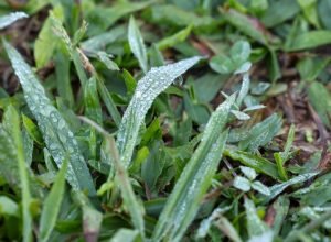 com-massa-de-ar-polar,-parana-tem-primeiras-temperaturas-negativas-e-recorde-de-frio-no-ano