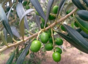parana-tem-69-municipios-aptos-para-o-cultivo-de-oliveiras,-aponta-boletim-do-idr-parana