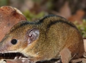 pesquisadores-descobrem-nova-especie-de-marsupial-exclusiva-do-rj