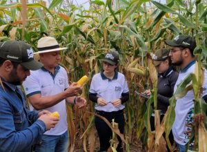 Técnicos do Rally da Safra avaliam lavoura de milho Divulgação