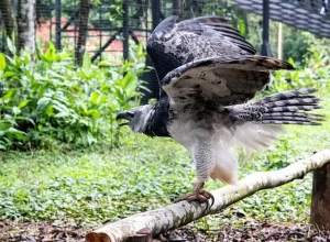 O_voo_da_harpia._Foto_-_Rafa_Kodlastch_Itaipu_Binacional