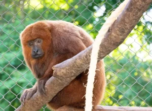 Bugio-ruivo. Foto: Sara Cheida/Itaipu Binacional