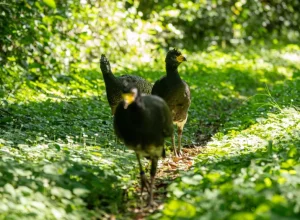 mutum-de-penacho (Crax fasciolata)